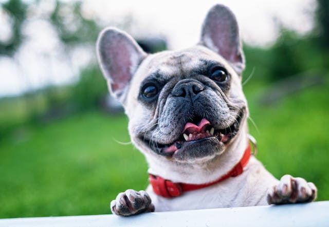 CBD For Dogs: What are the Benefits?