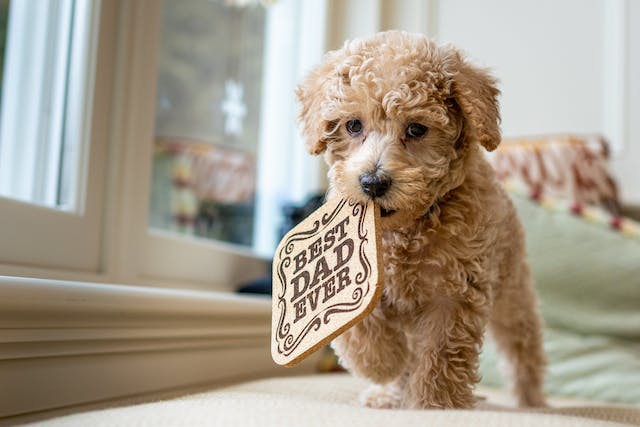 Am I ready for a new puppy? 10 Questions to ask yourself.