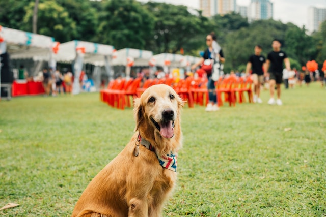 Creating Pawsitive Vibes: A Guide to Hosting Pet-Friendly Events in Your Community