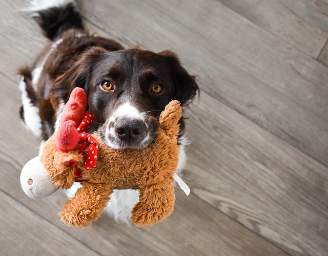 The Vital Role of Dog Toys in Canine Mental Health